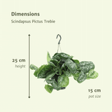 Scindapsus Pictus Trebie (Epipremnum) - 2 pièces - Ø15cm - ↕25cm Everspring