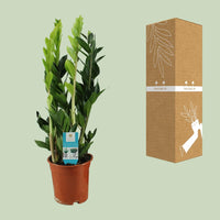 Zamioculcas Zamiifolia - Ø17cm - ↕65cm Everspring