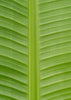 Musa Basjoo - Ø15cm - ↕50cm Everspring