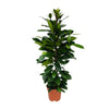 Ficus Cyathistipula - Ø21cm - ↕105cm Everspring