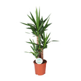Yucca - Ø21cm - ↕90cm Everspring
