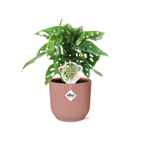 Monstera « Monkey Leaf » + pot ELHO Vibes Fold 14 cm rose Everspring