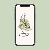 Tillandsia King Xéro - Ø12cm - ↕23cm Everspring