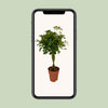 Schefflera Compacta - Ø19cm - ↕80cm Everspring