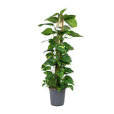 Scindapsus Epipremnum - Ø24cm - ↕120cm Everspring