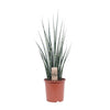Mikado Sansevieria Bois de Fougère - Ø19cm - ↕80cm Everspring