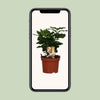Caféier Arabica - Ø12cm - ↕25cm Everspring