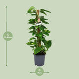 Scindapsus Epipremnum - Ø19cm - ↕80cm Everspring