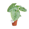 Philodendron Sodiroi - Ø15cm - ↕45cm Everspring