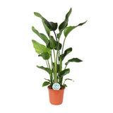 Strelitzia Nicolai - Ø24cm - ↕110cm Everspring