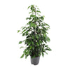 Ficus benjamina Danielle - Ø21cm - ↕95cm Everspring