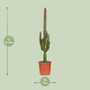 Euphorbe trigona rubra - Ø17cm - ↕70cm Everspring