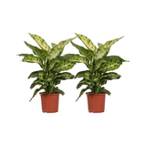 Dieffenbachia Mars - 2 pièces - Ø17cm - ↕50cm Everspring