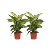 Dieffenbachia Mars - 2 pièces - Ø17cm - ↕50cm Everspring