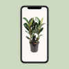Ficus Elastica Robusta - Ø27cm - ↕85cm Everspring