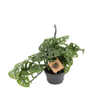 Singe Monstera - Ø14cm - ↕30cm Everspring