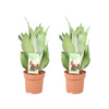 Sansevieria Moonshine - 2 pièces - Ø14cm - ↕40cm Everspring