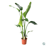 Strelitzia Nicolai - Ø21cm - ↕100cm Everspring