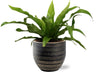 Asplenium Antiquum - Ø12cm - ↕25cm + Beau Pot D14x13cm - Noir Everspring