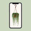 Senecio Herreianus - Ø12cm - ↕20cm Everspring
