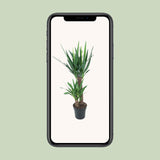 Yucca Elephantipes - Ø21cm - ↕100cm Everspring