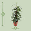 Epipremnum Pinnatum Cebu Blue - Ø17cm - ↕60cm Everspring