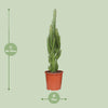 Euphorbia Trigona - Ø17cm - ↕70cm Everspring