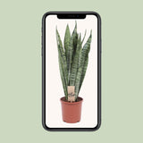 Sansevieria Zeylanica - Ø17cm - ↕70cm Everspring