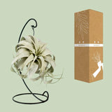 Tillandsia King Xéro - Ø12cm - ↕23cm Everspring