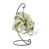 Tillandsia King Xéro - Ø12cm - ↕23cm Everspring
