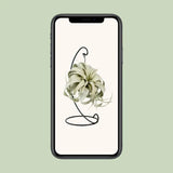 Tillandsia King Xéro - Ø12cm - ↕23cm Everspring