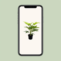 Toile d'araignée Fatsia Japonica - Ø17cm - ↕50cm Everspring