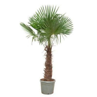 Trachycarpus fortunei - 240 - 270 cm - Ø55cm - GREEN OASIS - SHOP