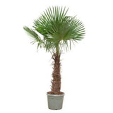 Trachycarpus fortunei - 240 - 270 cm - Ø55cm - GREEN OASIS - SHOP