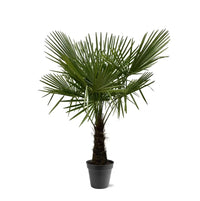 Trachycarpus Fortuneii - 160-180cm - Ø30 Everspring