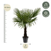 Trachycarpus Fortuneii - 160-180cm - Ø30 Everspring