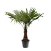 Trachycarpus Fortuneii - 220 - 240cm - Ø45 - GREEN OASIS - SHOP