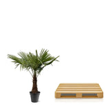 Trachycarpus Fortuneii - 220 - 240cm - Ø45 - GREEN OASIS - SHOP