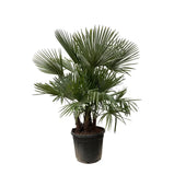 Trachycarpus multi tiges - 230cm - Ø50 Everspring