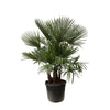 Trachycarpus multi tiges - 230cm - Ø50 Everspring