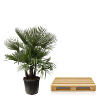 Trachycarpus multi tiges - 230cm - Ø50 Everspring