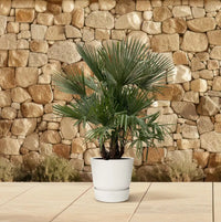 Trachycarpus multi tiges - 230cm - Ø50 Everspring