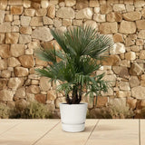 Trachycarpus multi tiges - 230cm - Ø50 Everspring