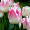 Tulipes - Appie's Best - 30 bulbes à fleurs - Taille 12+ - GREEN OASIS - SHOP