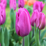 Tulipes - Appie's Best - 30 bulbes à fleurs - Taille 12+ - GREEN OASIS - SHOP