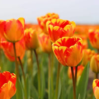 Tulipes 