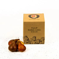 Tulipes "Banja Luka" – 15 bulbes à fleurs – Taille 12+ - GREEN OASIS - SHOP