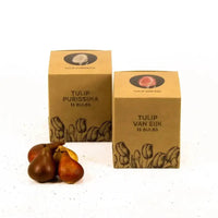 Tulipes - Elly's Choice - 30 bulbes à fleurs - Taille 12+ - GREEN OASIS - SHOP