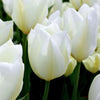 Tulipes - Elly's Choice - 30 bulbes à fleurs - Taille 12+.