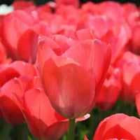 Tulipes - Elly's Choice - 30 bulbes à fleurs - Taille 12+.